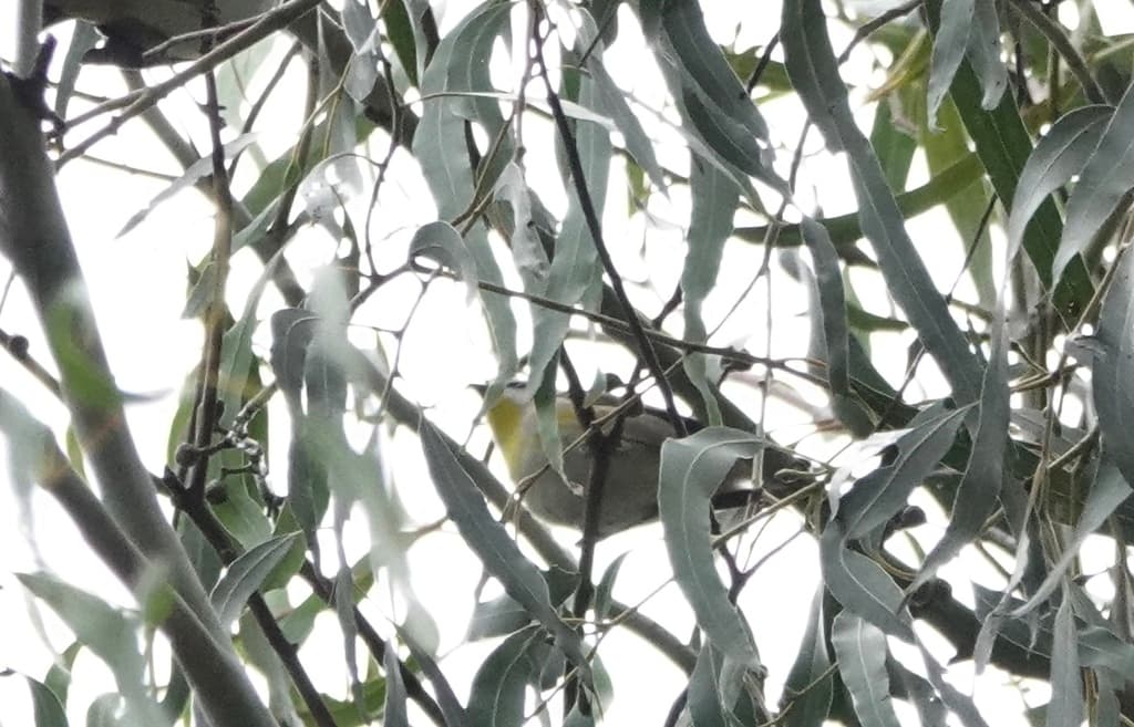 Striated Pardalote