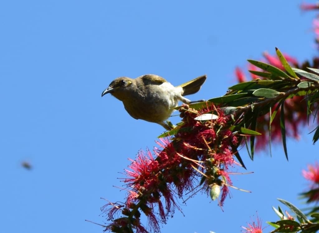 Brown Honeyeater