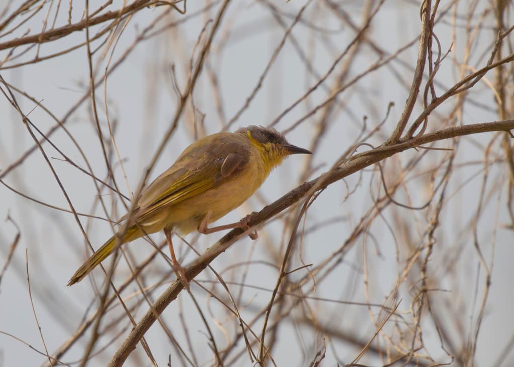 Grey-headed Honeyeater