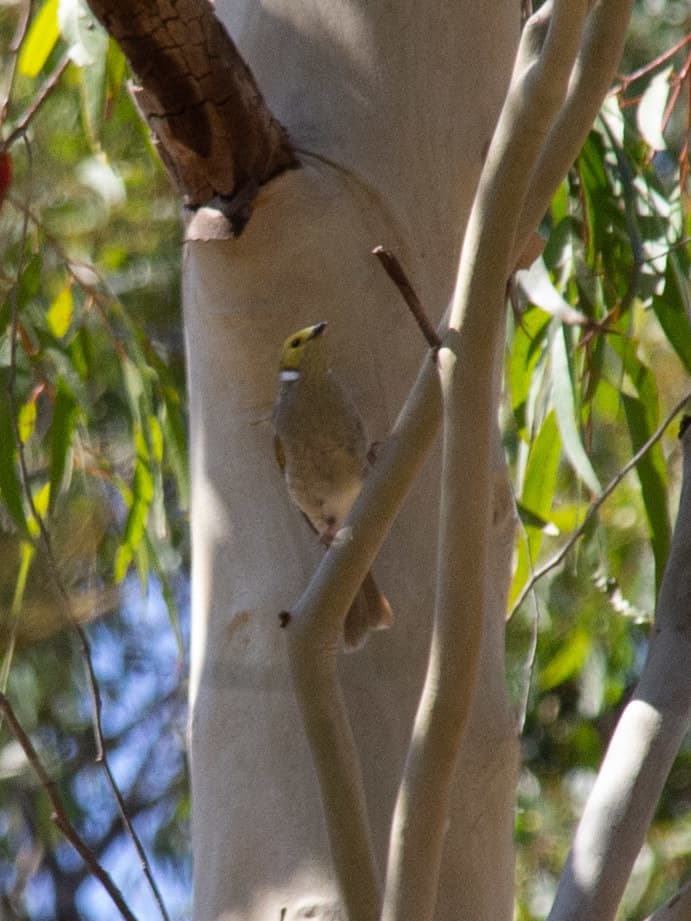 White-plumed Honeyeater