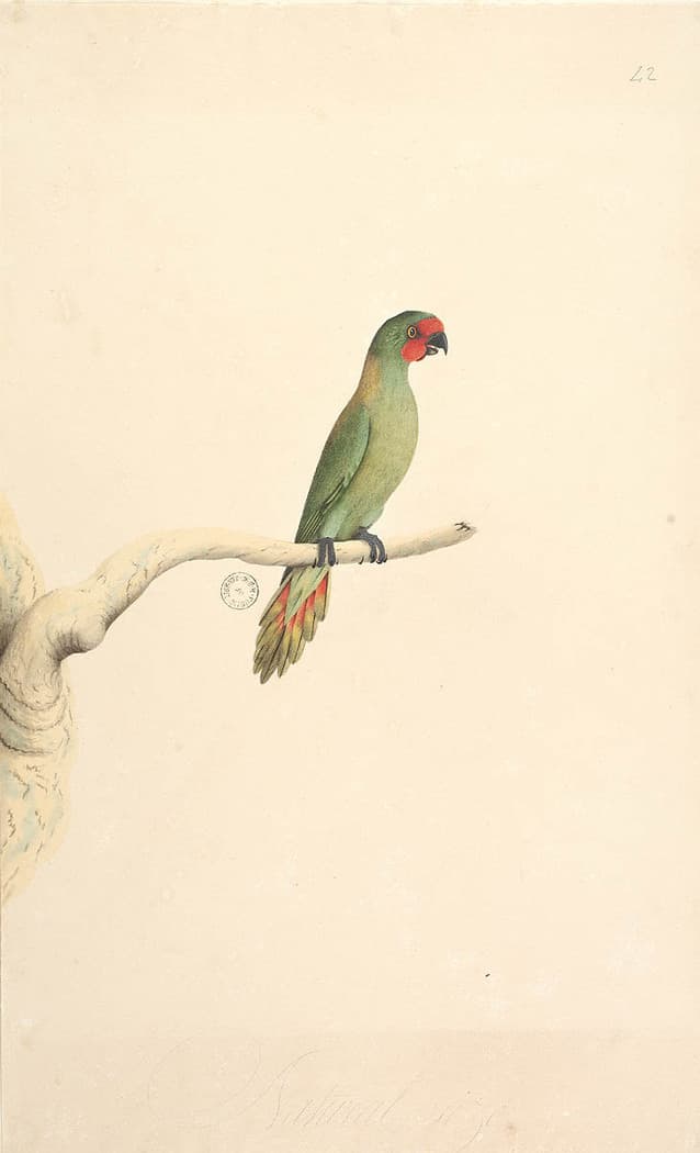 Little Lorikeet