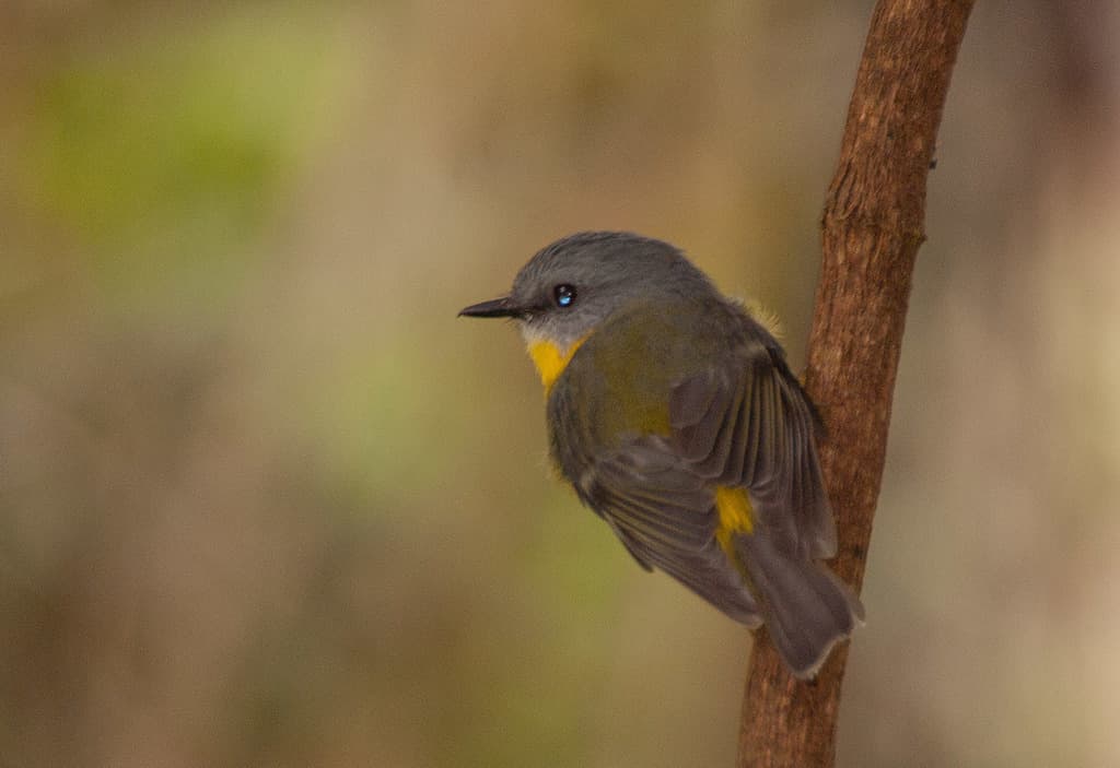 Eastern Yellow Robin