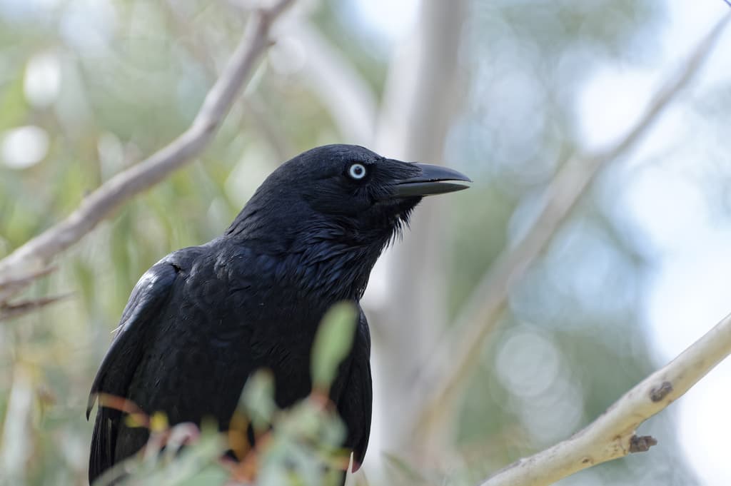 Little Raven