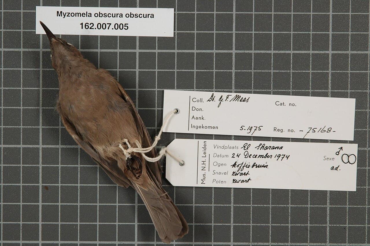 Dusky Myzomela