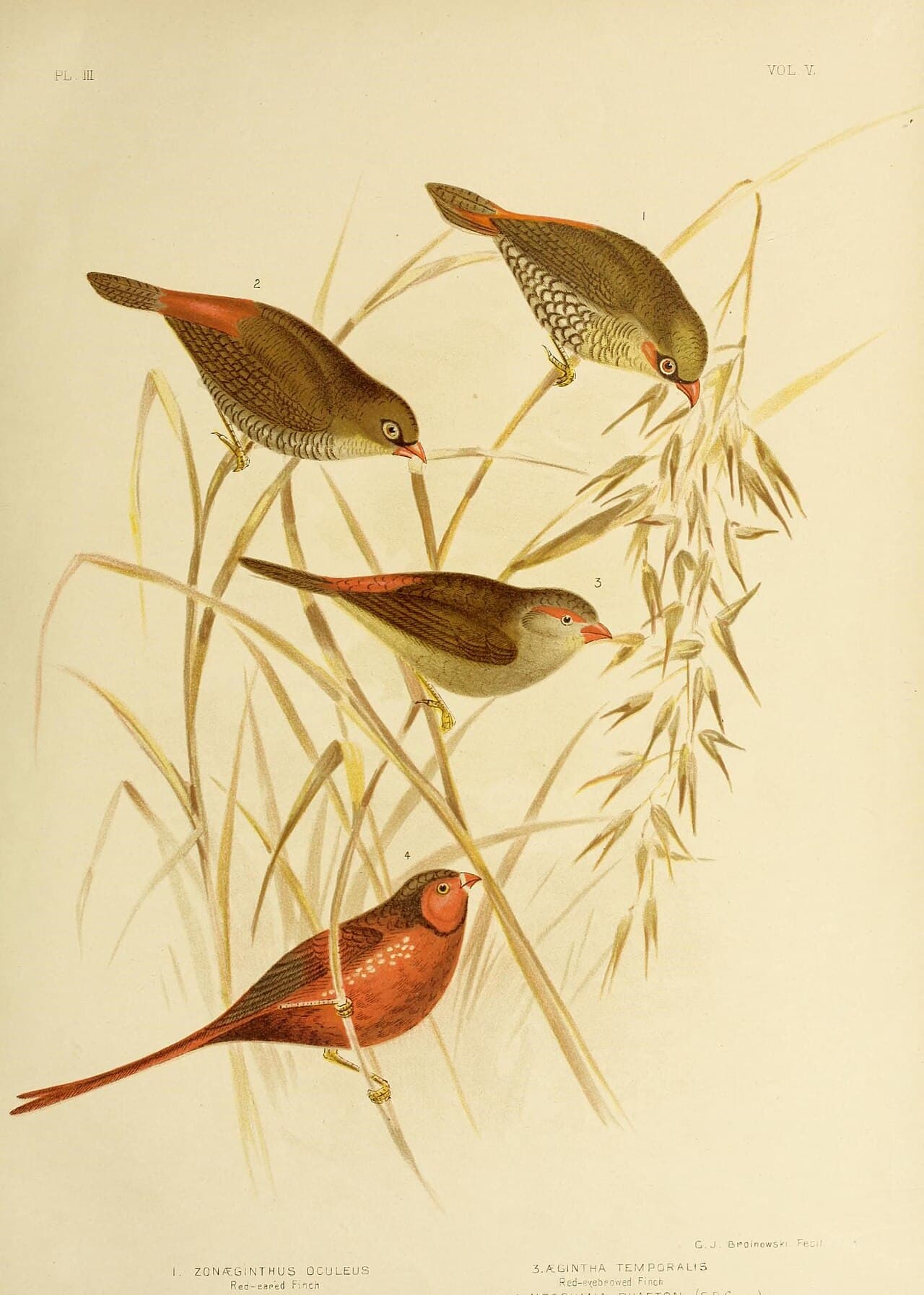 Red-eared Firetail