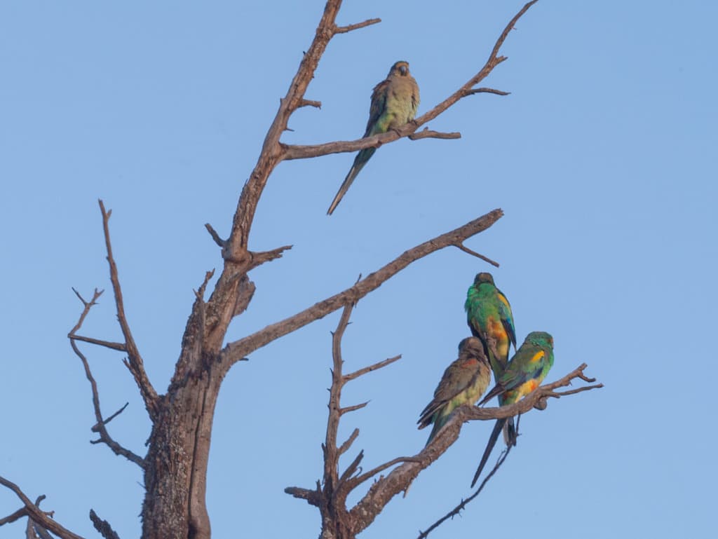 Mulga Parrot