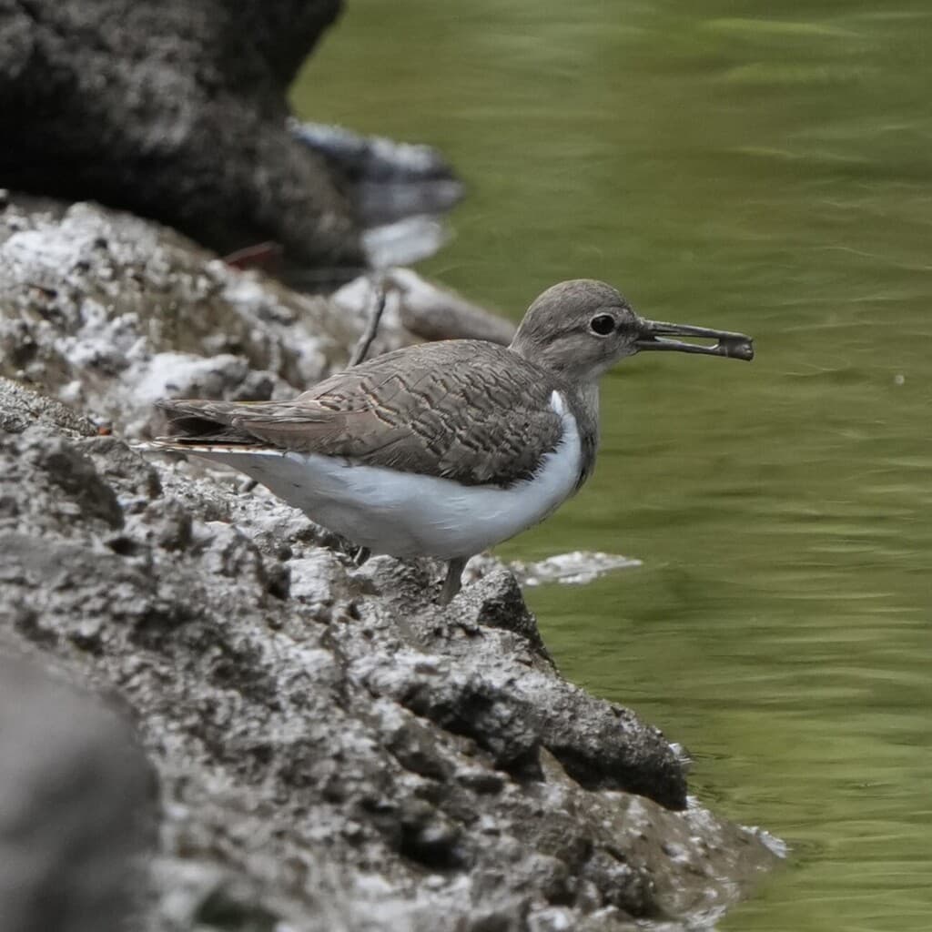 Common Sandpiper