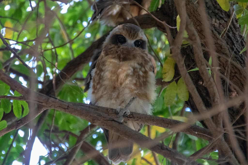 Morepork