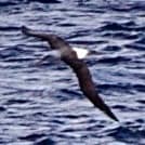 Buller's Albatross