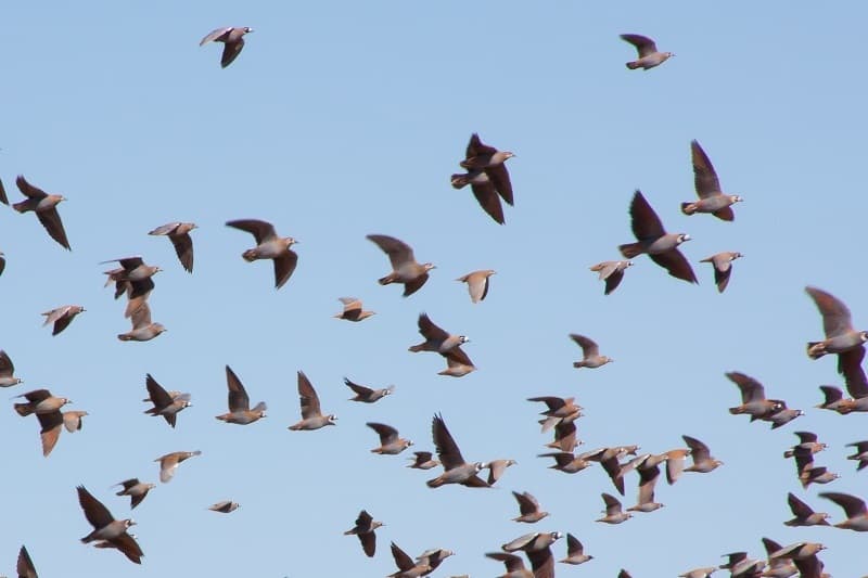 Flock Bronzewing