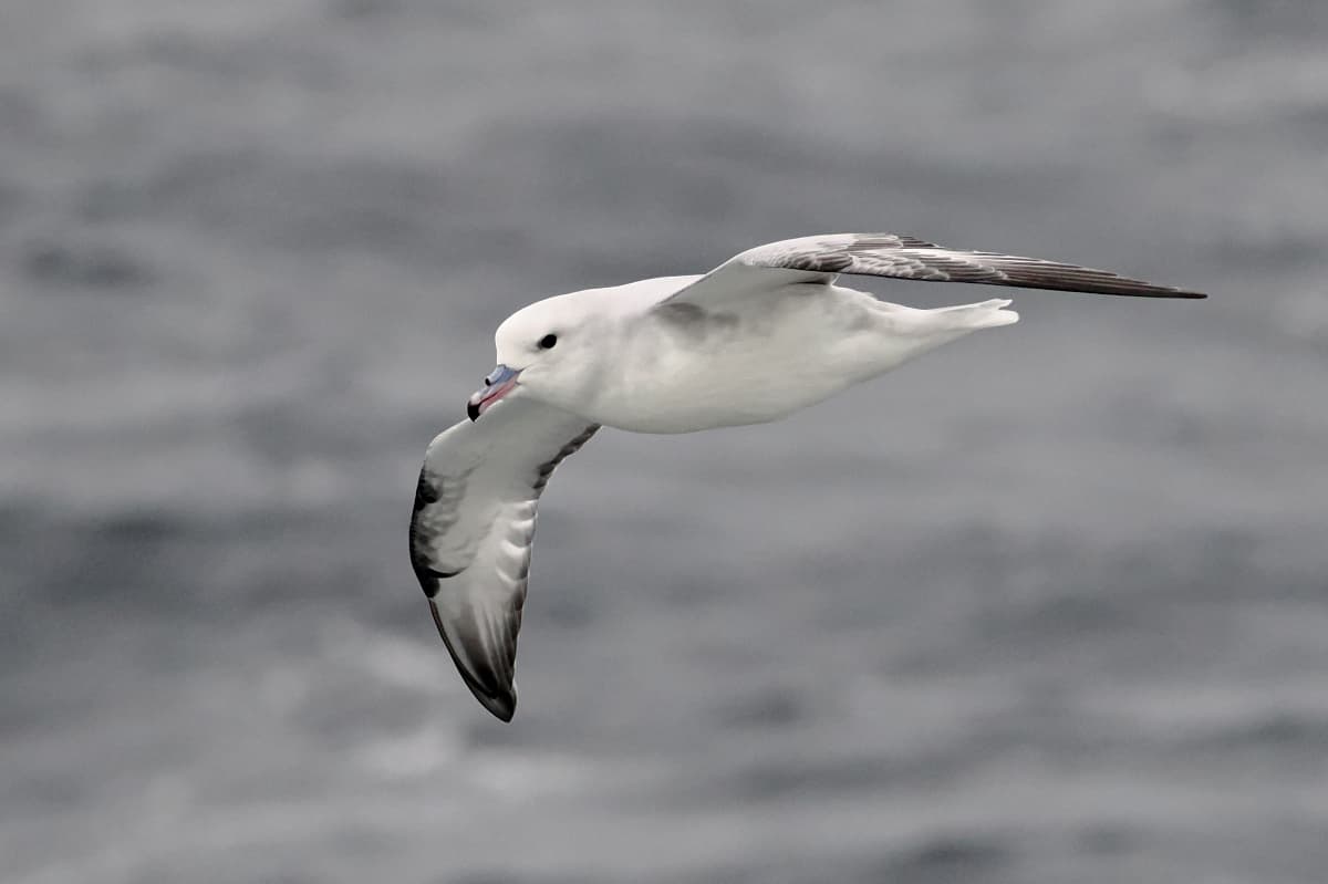 Southern Fulmar