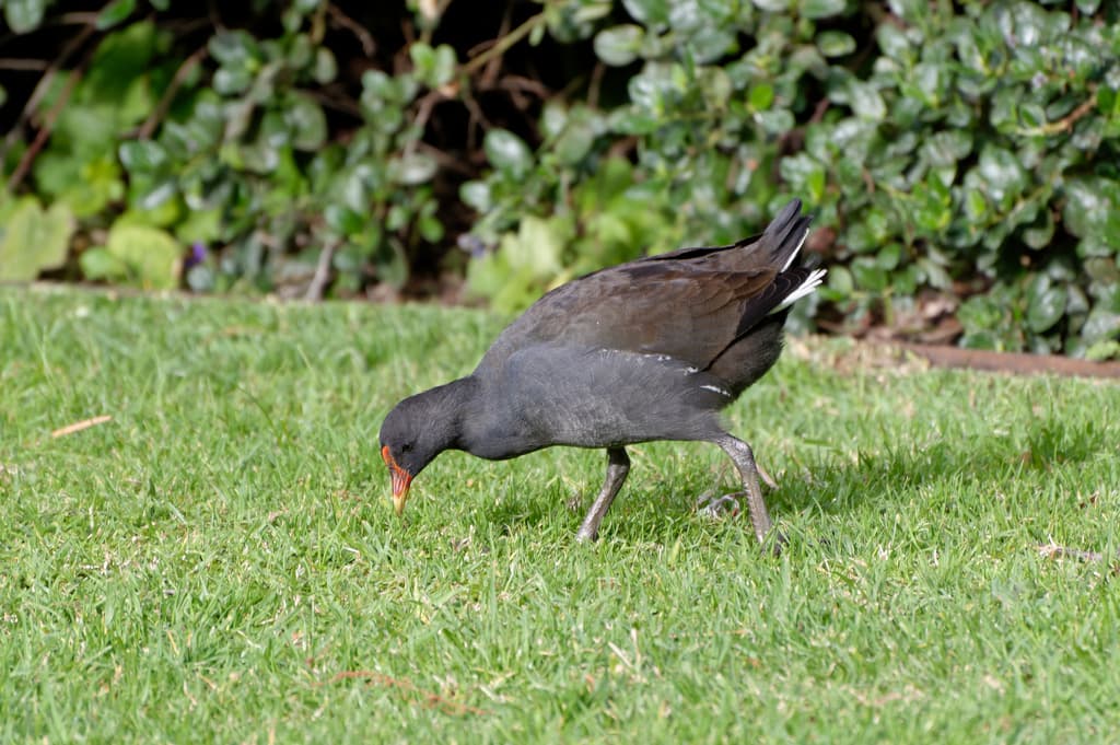 Dusky Moorhen