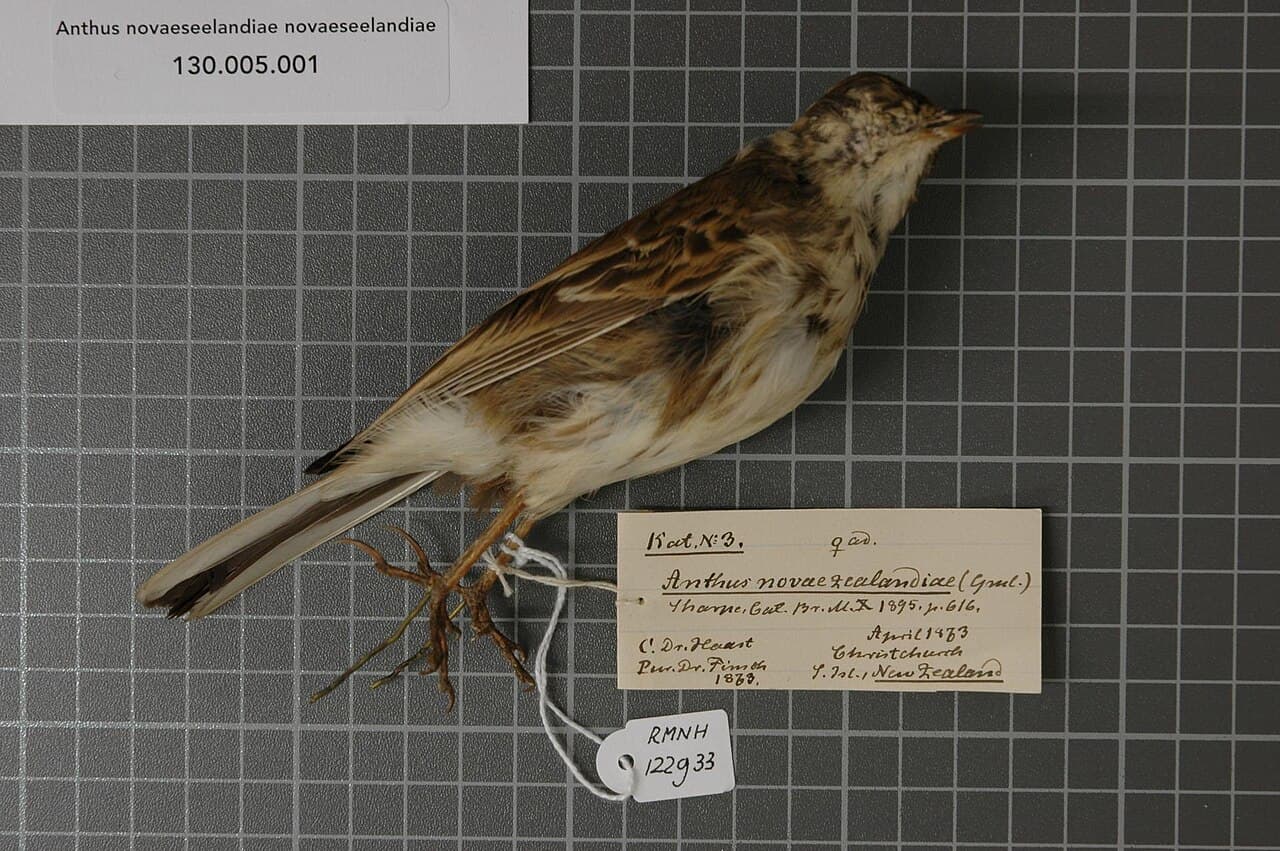 Australian Pipit