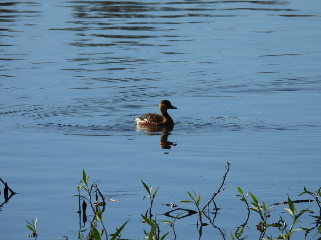 Wandering Whistling Duck