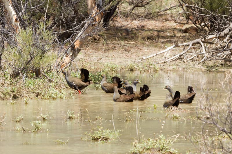 Black-tailed Nativehen