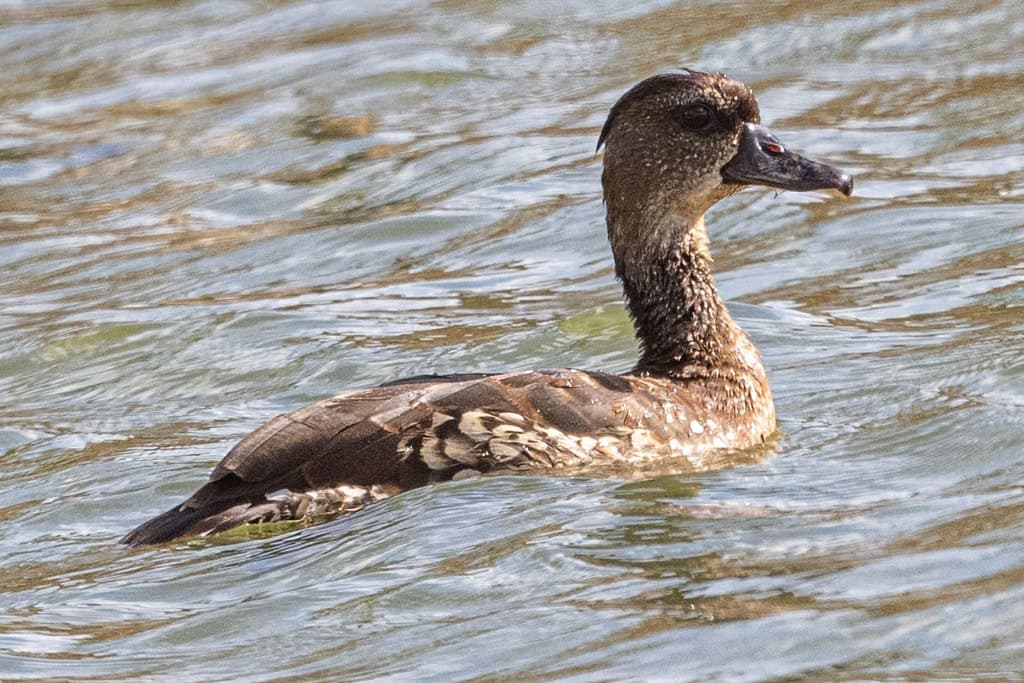 Spotted Whistling Duck