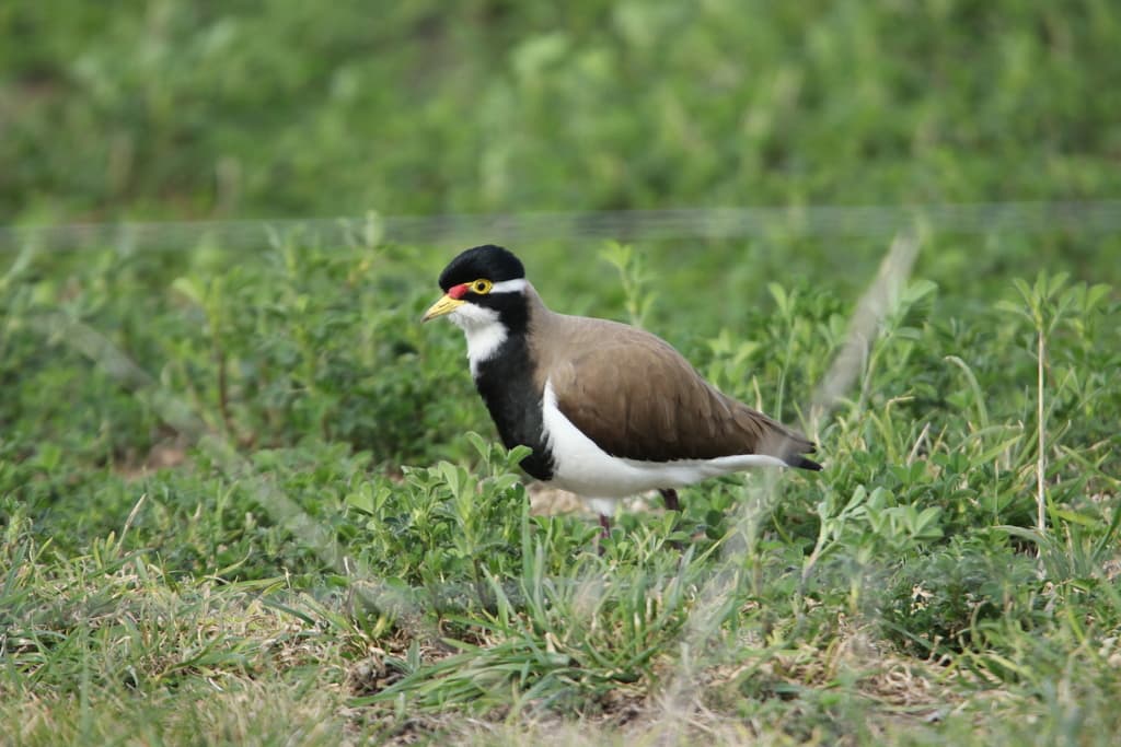 Banded Lapwing