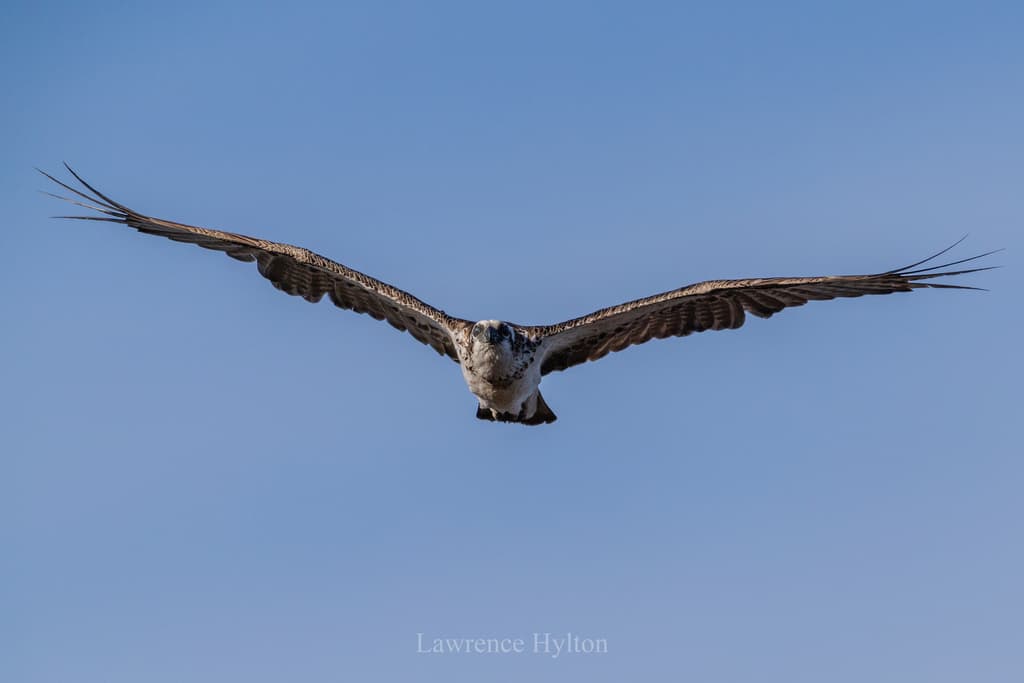 Eastern Osprey