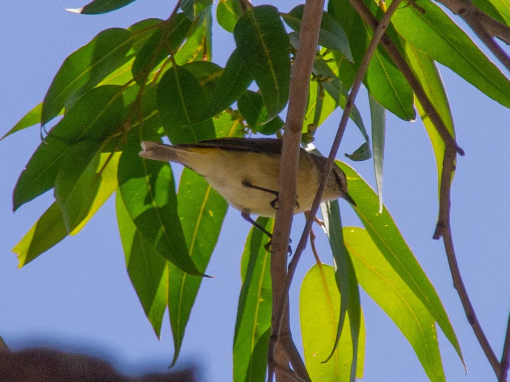 Yellow-rumped Thornbill
