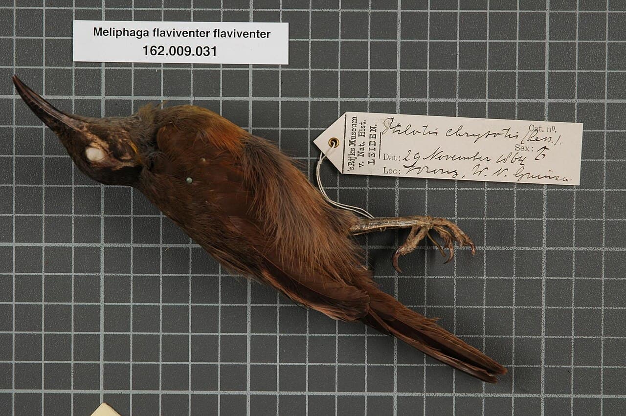 Tawny-breasted Honeyeater