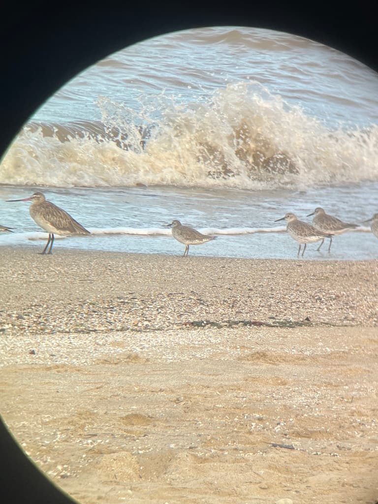 Red Knot