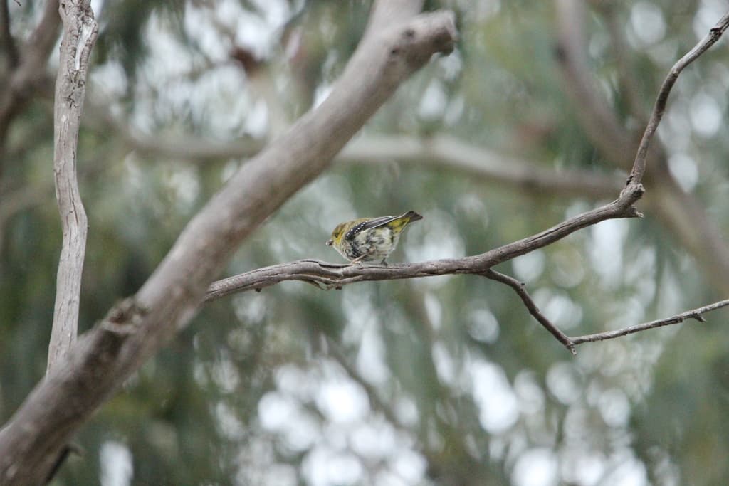 Forty-spotted Pardalote