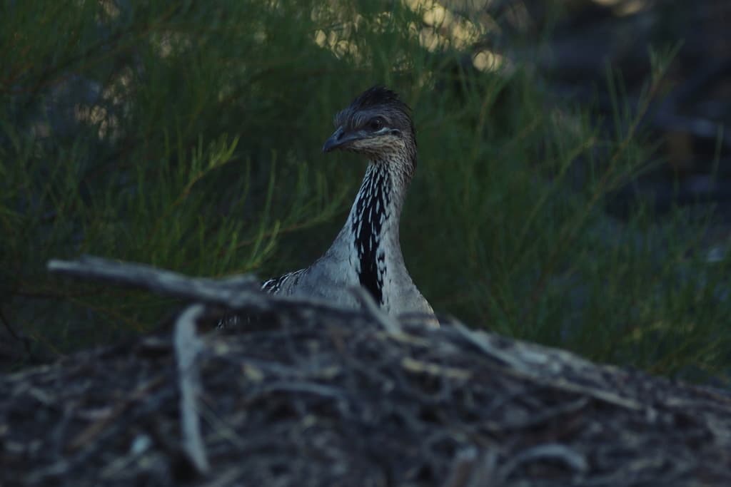 Malleefowl