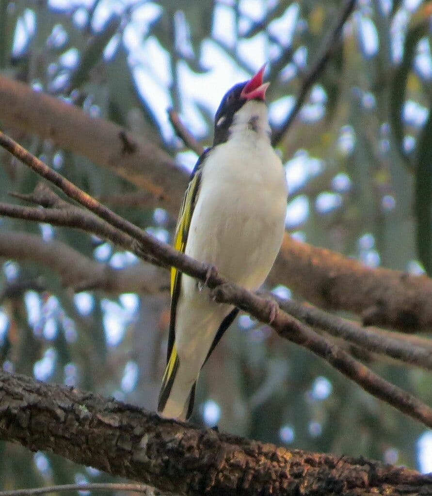 Painted Honeyeater