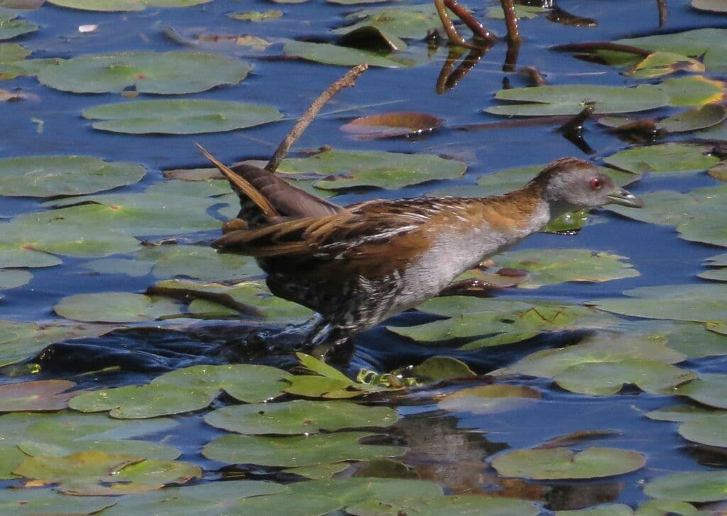 Baillon's Crake