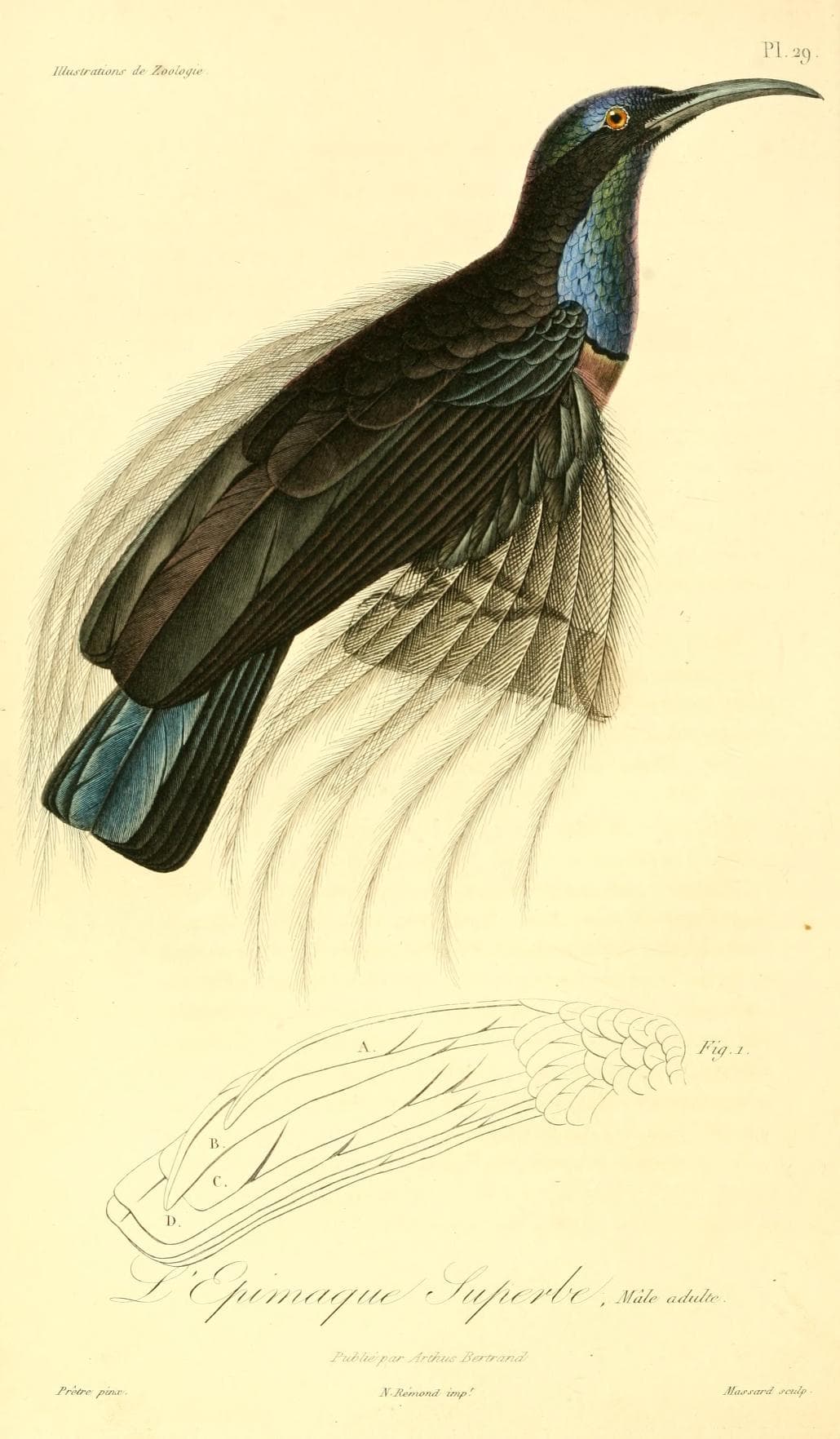 Magnificent Riflebird