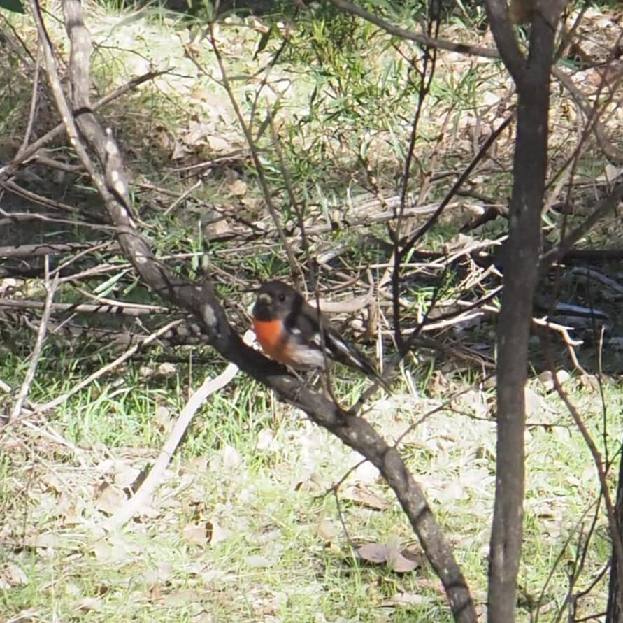 Scarlet Robin