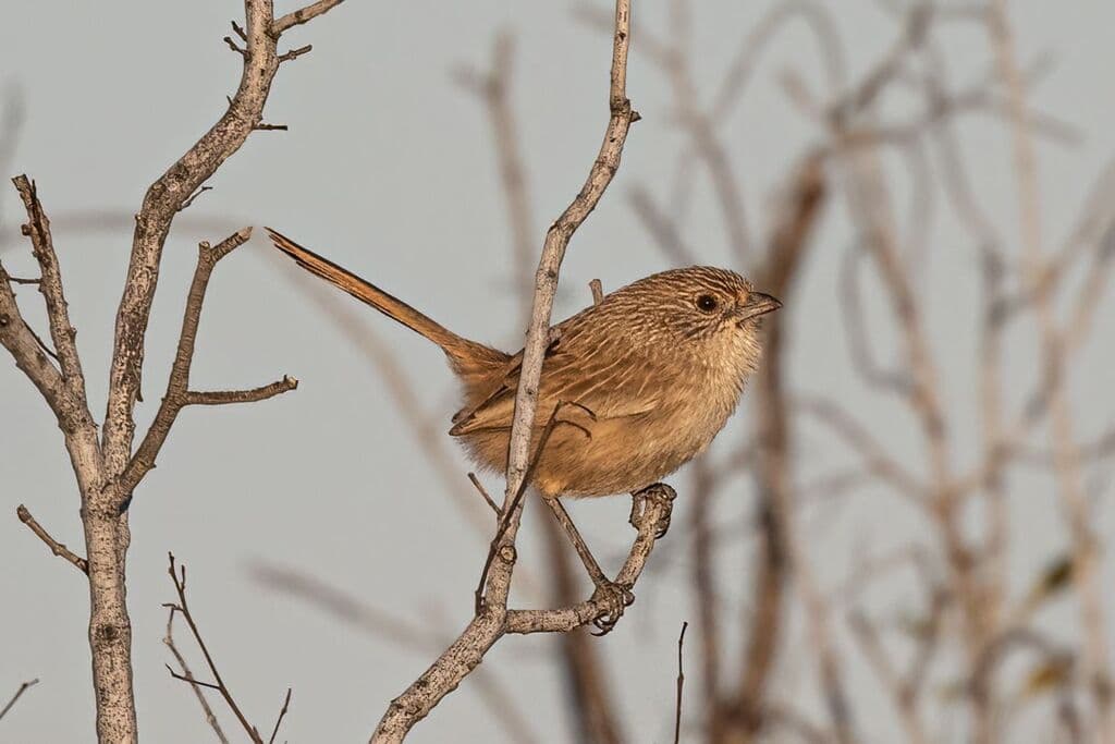 Thick-billed Grasswren