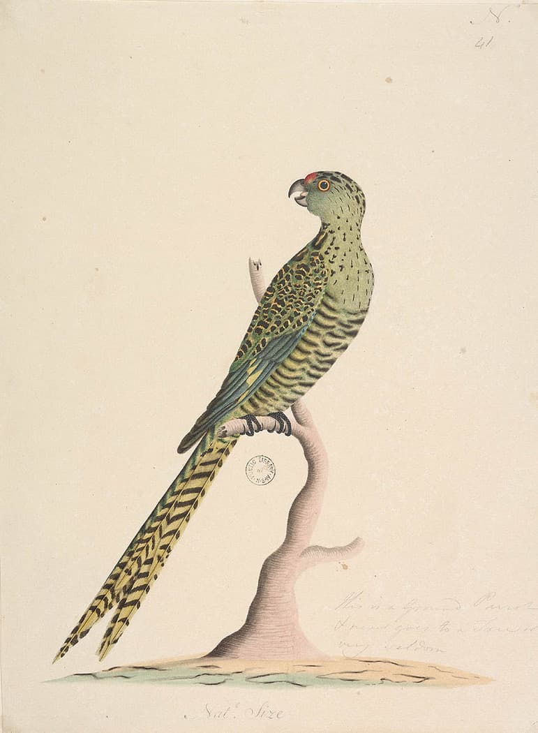 Ground Parrot