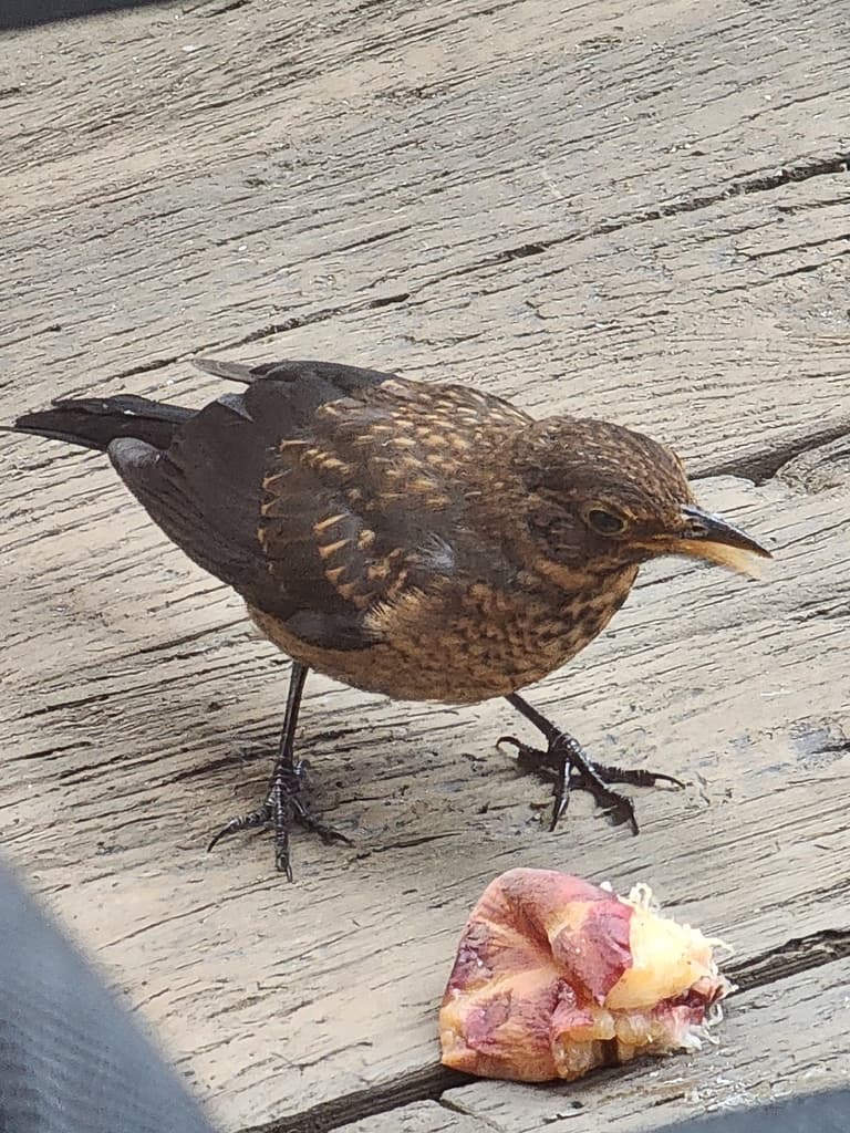 Common Blackbird
