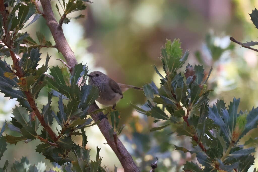 Inland Thornbill