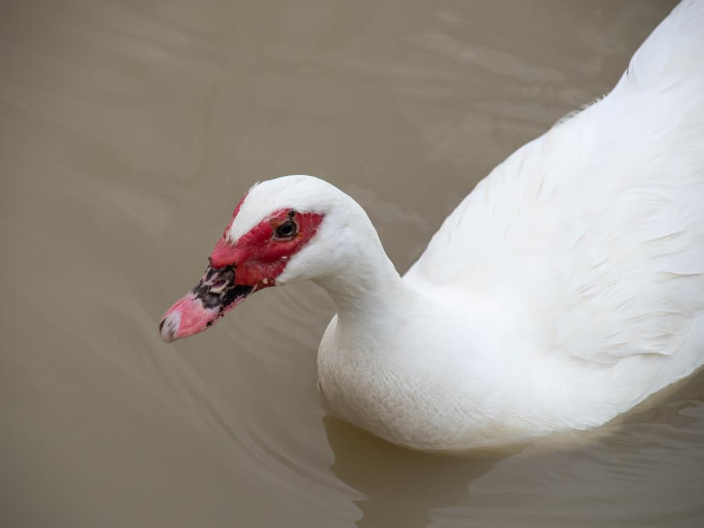 Muscovy Duck