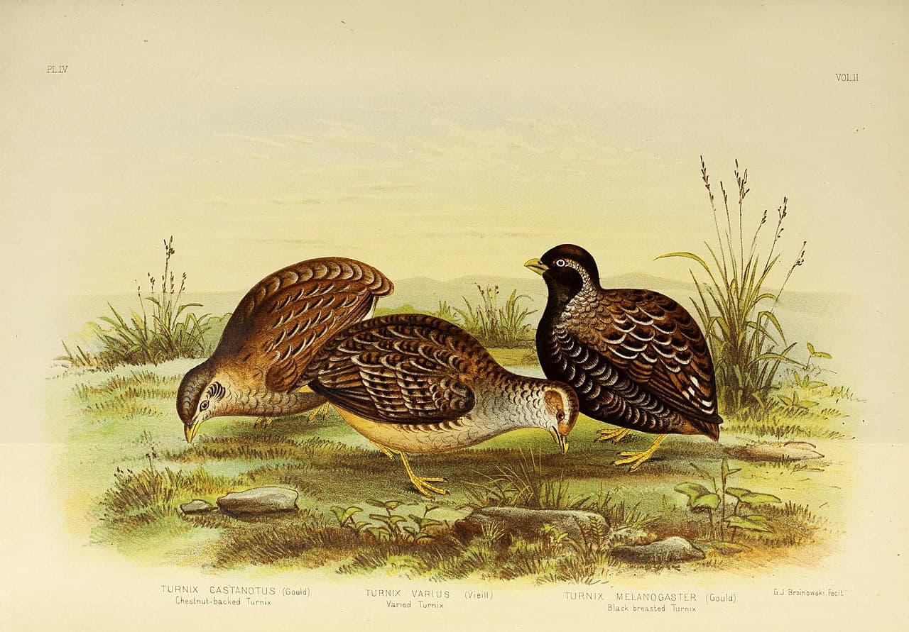 Chestnut-backed Buttonquail