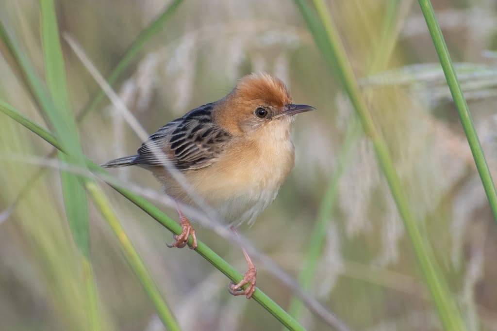 Golden-headed Cisticola