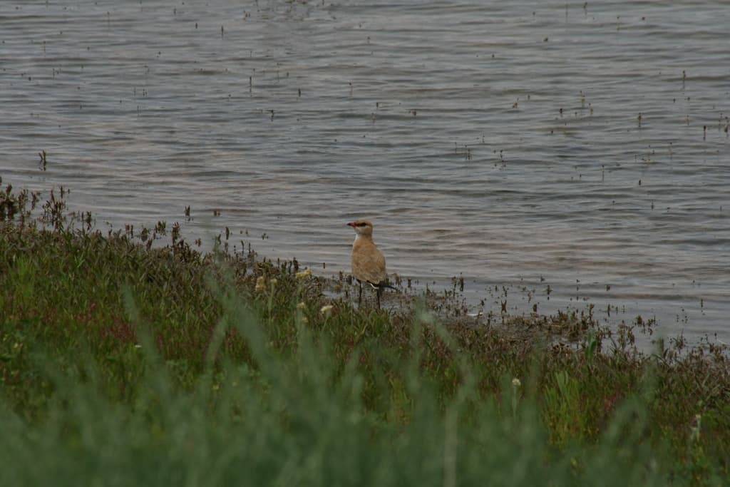Australian Pratincole