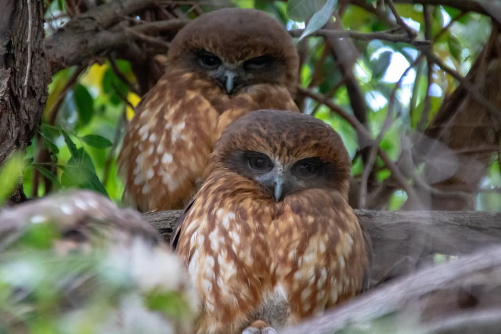 Morepork