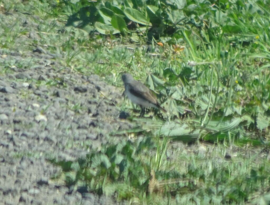 White-fronted Chat