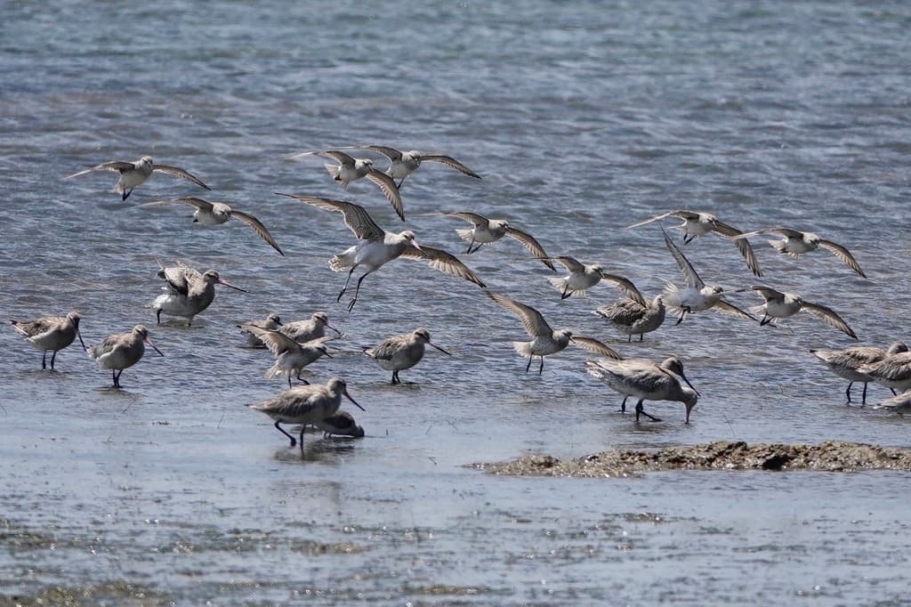 Bar-tailed Godwit