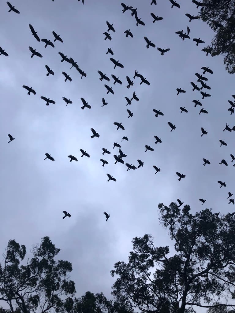 Baudin's Black Cockatoo