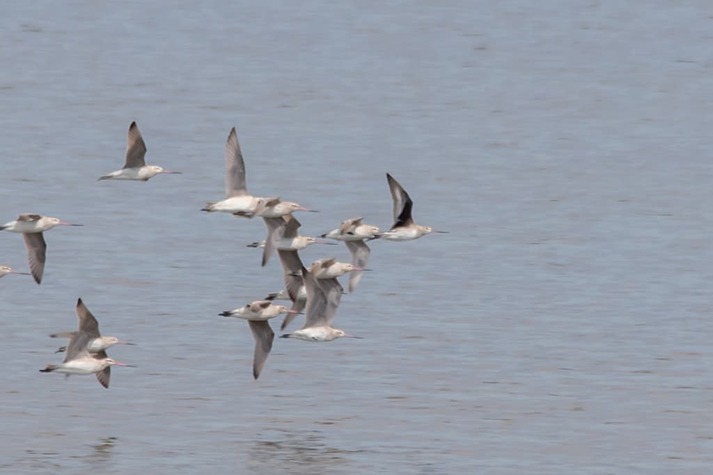 Hudsonian Godwit