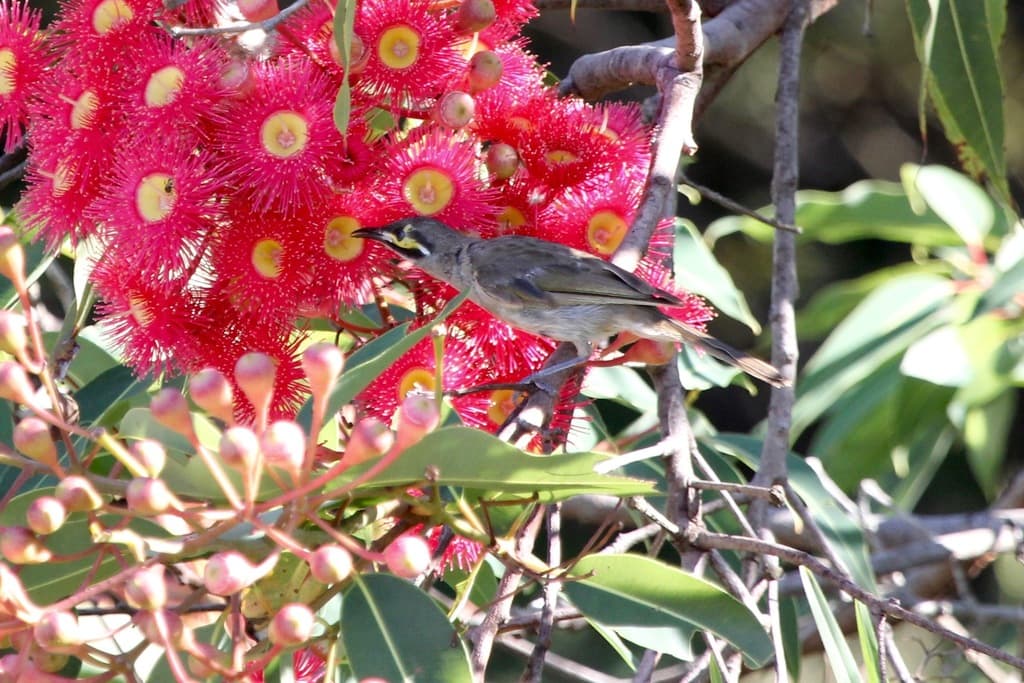 Yellow-faced Honeyeater