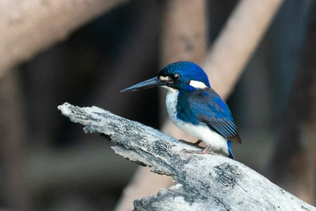 Little Kingfisher
