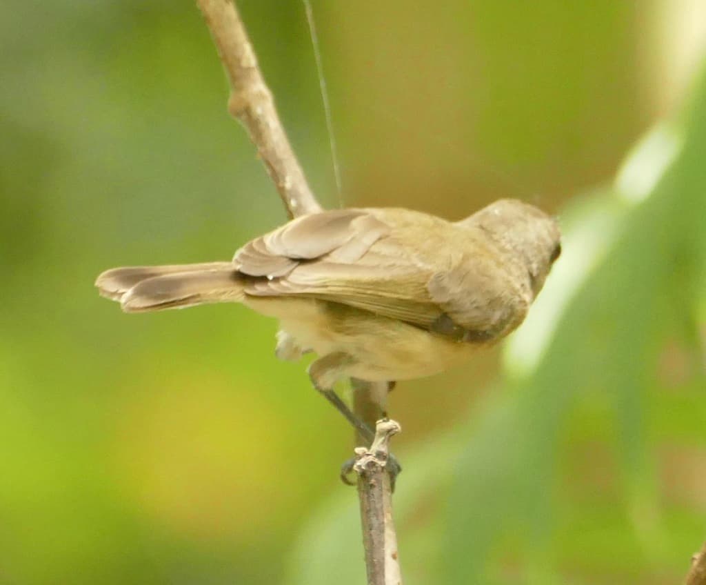 Large-billed Gerygone