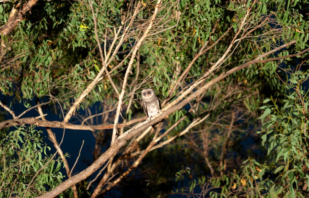 Greater Sooty Owl