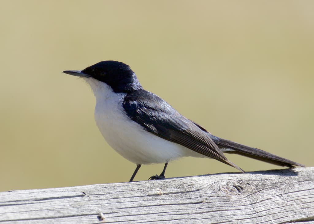 Restless Flycatcher