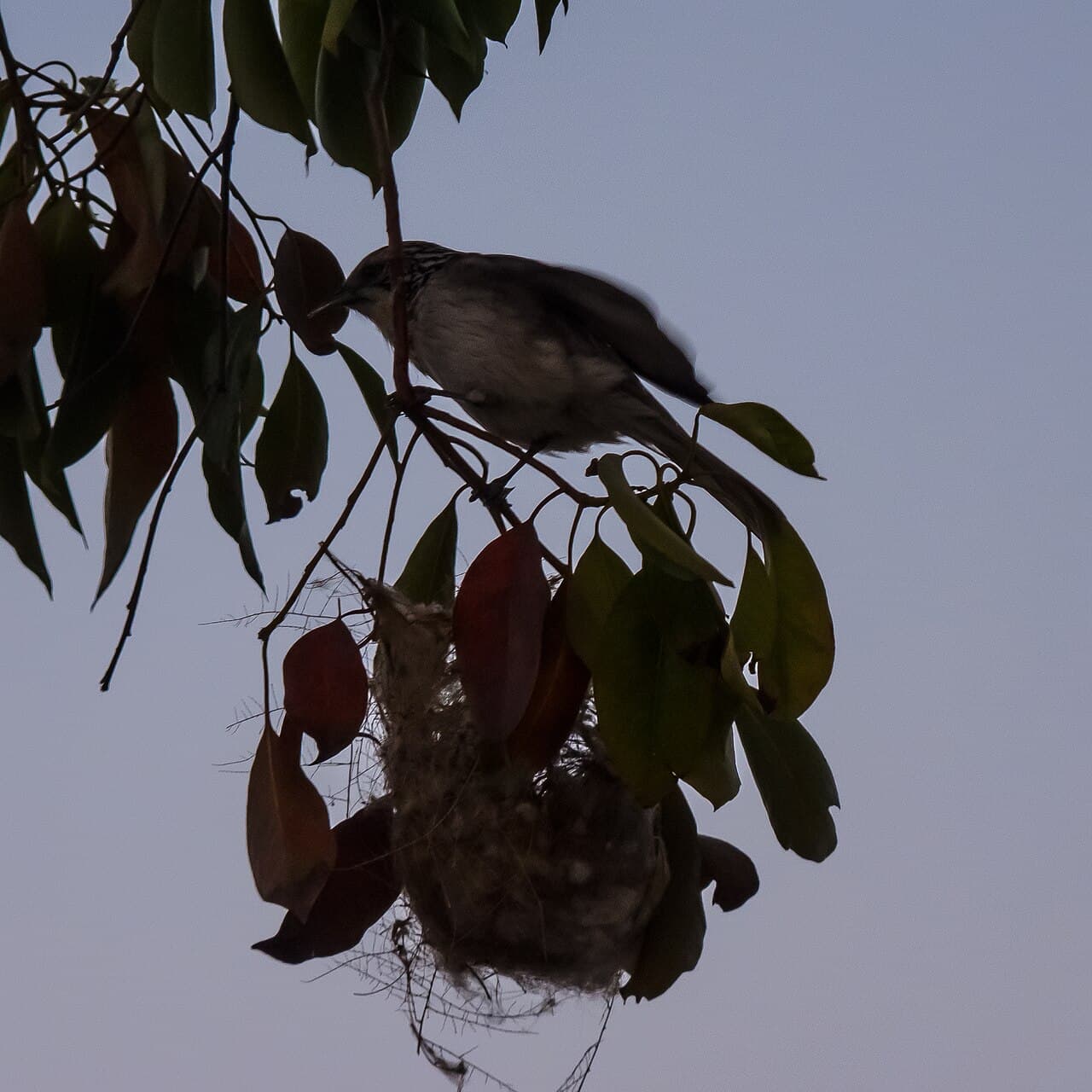Striped Honeyeater